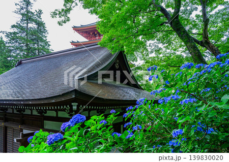 高幡不動尊の五重塔と大師堂を彩る満開のあじさい 雨上がりのしっとりとした風景 高幡不動尊の五重塔と大師堂を彩る満開のあじさい 雨上がりのしっとりとした風景 139830020