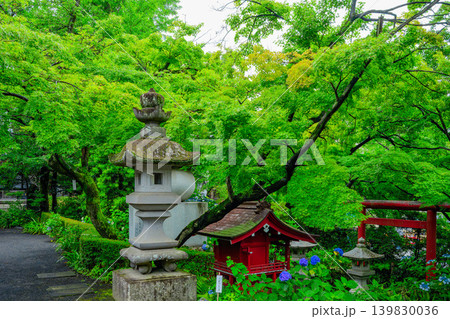 高幡不動尊・新緑の大師堂と稲荷社の赤い屋根 あじさいが彩る初夏の寺院風景 139830036
