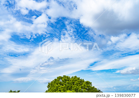 青空と雲と樹木 139830077