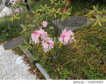ピンクの大きいシャクヤクの花 ピンクの大きいシャクヤクの花 139830085