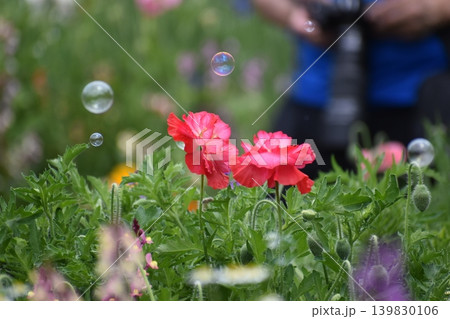 お花畑に舞うシャボン玉 139830106