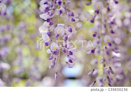 藤の花のある風景 139830236