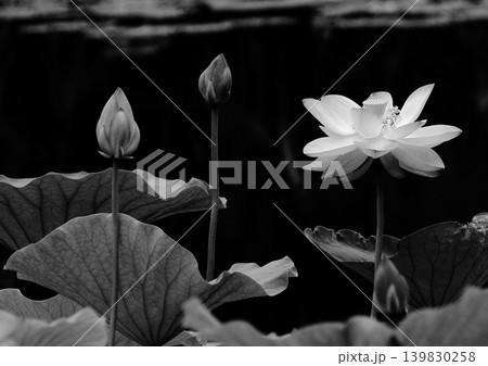 お盆のシンボル蓮の花・モノクロ お盆のシンボル蓮の花・モノクロ 139830258
