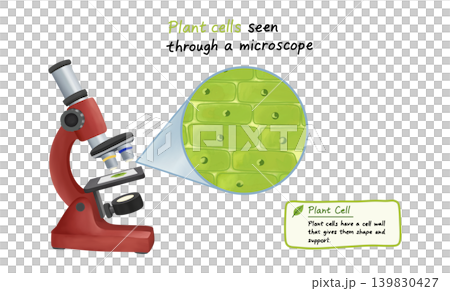 Educational infographic showing plant cells seen through a microscope. Detailed illustration features a red microscope and a magnified view of green cells highlighting cell walls and structure 139830427