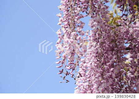 青空に映える藤の花 139830428