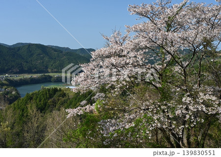 山桜3（高知県香美市香北町有瀬）（物部川遠望） 139830551