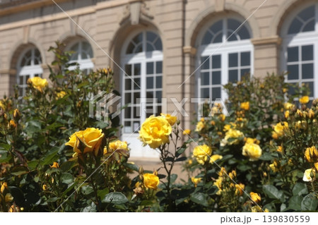 黄色いバラの花と洋風の建物がある風景 黄色いバラの花と洋風の建物がある風景 139830559