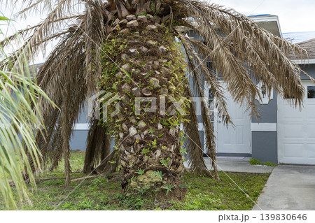 Dry dead palm tree on Florida home backyard 139830646