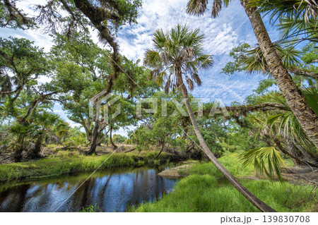 Subtropical jungles wild vegetation with wetland river and green palm trees in southern Florida, USA. Dense rainforest ecosystem 139830708