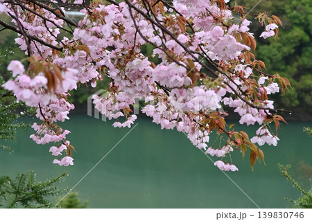 山桜(高知県香美市香北町) 山桜(高知県香美市香北町) 139830746