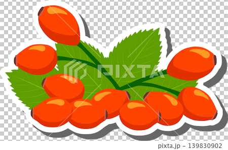 Berry theme from set juicy delicious rose hip of various sizes Berry theme from set juicy delicious rose hip of various sizes 139830902