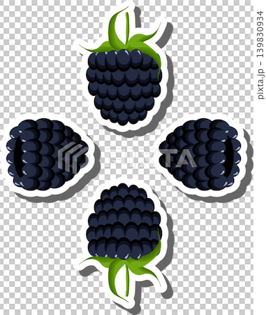 Berry theme from set juicy delicious blackberry of various sizes 139830934