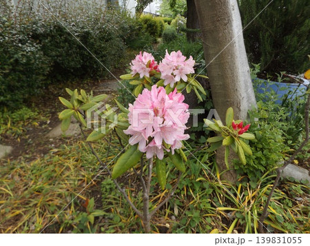 大輪のシャクヤクの桃色の花 139831055