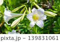 綺麗な白いテッポウユリのクローズアップ（花中央・沖縄植物・沖縄の風景） 139831061