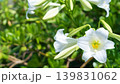 綺麗な白いテッポウユリのクローズアップ（花右寄り・沖縄植物・沖縄の風景） 139831062