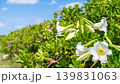 青空の下に咲く白いテッポウユリと緑の生け垣の風景（沖縄植物・沖縄の風景） 139831063