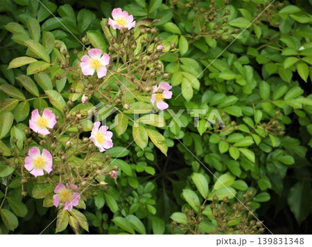 ピンク色のノイバラの花 ピンク色のノイバラの花 139831348