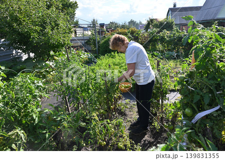 Gardener tending to tomato plants in a home garden during a sunny afternoon Gardener tending to tomato plants in a home garden during a sunny afternoon 139831355