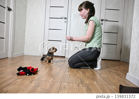 Playing with a small dog inside a home on a wooden floor during the afternoon Playing with a small dog inside a home on a wooden floor during the afternoon 139831372