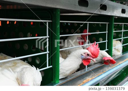 Chickens in a cage at a farm during the day Chickens in a cage at a farm during the day 139831379