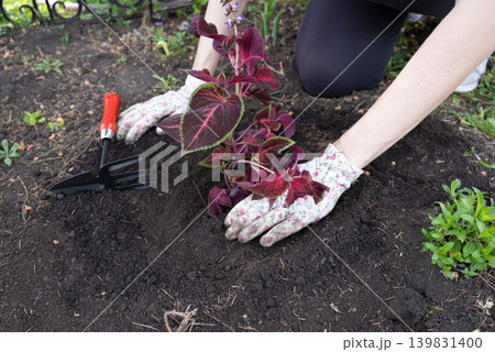 young woman holding plant, coleus sprout. young woman holding plant, coleus sprout. 139831400