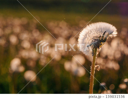 A close-up view of a dandelion seed head illuminated by sunlight, with a blurred background of a lush field. A close-up view of a dandelion seed head illuminated by sunlight, with a blurred background of a lush field. 139831536