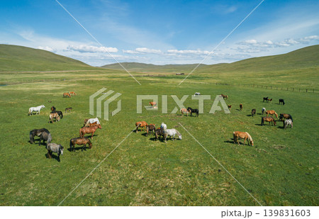 Aerial view of many horses and several foals graze on vibrant green grass across a wide, open valley Aerial view of many horses and several foals graze on vibrant green grass across a wide, open valley 139831603