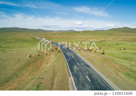 Aerial view captures numerous cows and calves graze openly in a wide, green grassland bordering a long asphalt road. Aerial view captures numerous cows and calves graze openly in a wide, green grassland bordering a long asphalt road. 139831606