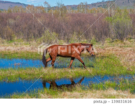 Horse in a wet area surrounded by trees and hills. It stands in shallow water, reflecting in the pond under a clear sky 139831616