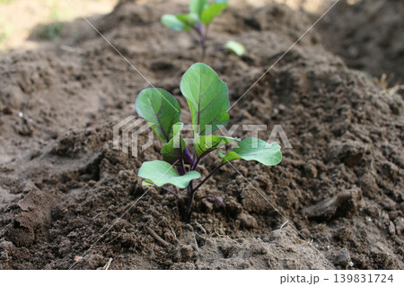 畑に植えたナス苗 畑に植えたナス苗 139831724