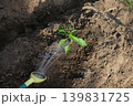 野菜苗の水やり 139831725