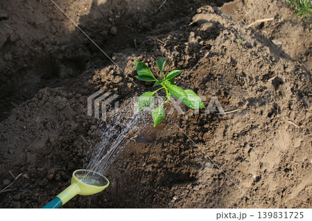 野菜苗の水やり 野菜苗の水やり 139831725