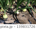 畑で成長するタマネギ 139831726