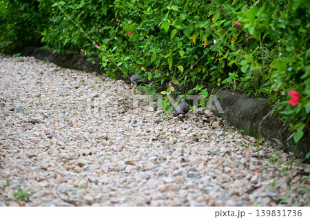 Close-up of a path in a public park in Hong Kong. A park trail with plants and flowers. Nature scene. 139831736