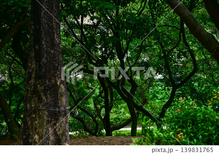 The scene of a Hong Kong public park with green trees. Nature scene. 139831765