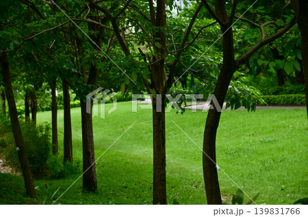 The scene of a Hong Kong public park with green trees. Nature scene. 139831766