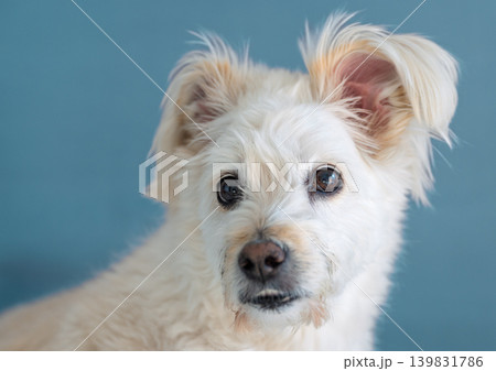 Expressive white dog with fluffy ears and dark eyes looks intently forward against a calm blue wall indoors Expressive white dog with fluffy ears and dark eyes looks intently forward against a calm blue wall indoors 139831786