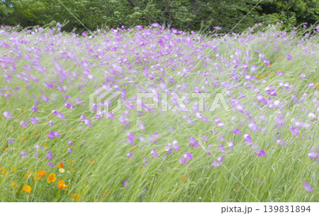 春の花畑　風になびくピンクのアグロステンマとオレンジのカリフォルニアポピー 139831894