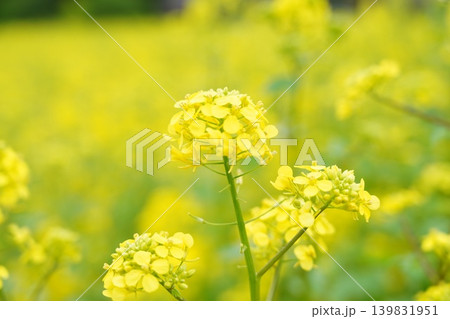 春の訪れを告げる鮮やかな菜の花 春の訪れを告げる鮮やかな菜の花 139831951