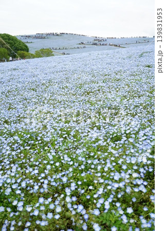 ひたち海浜公園 ひたち海浜公園 139831953