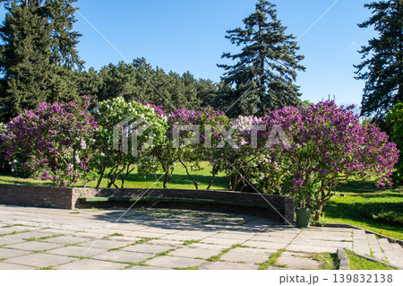 Blooming Lilac Bushes in Spring Park Garden Purple tree Flowers. Landscape design 139832138
