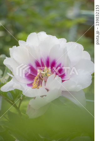 日本の春の風景　華やかな白とピンクのぼたんの花のアップ 139832153