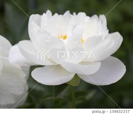 日本の春の風景 透き通るような白いぼたんの花のアップ 日本の春の風景 透き通るような白いぼたんの花のアップ 139832157