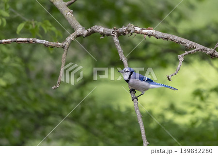Blue jay perched on a branch Blue jay perched on a branch 139832280