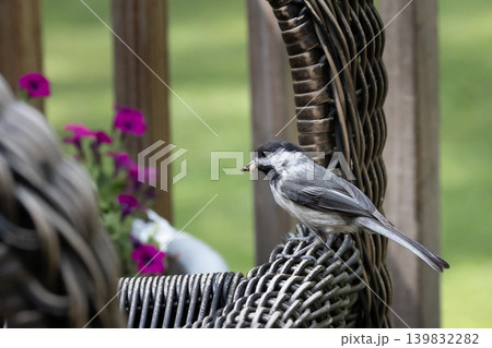 A Black Capped Chickadee 139832282