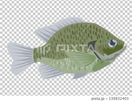 ブルーギルのイラスト ブルーギルのイラスト 139832403