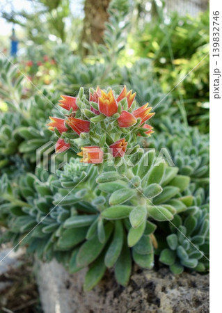 エケベリア・セトーサの花 エケベリア・セトーサの花 139832746
