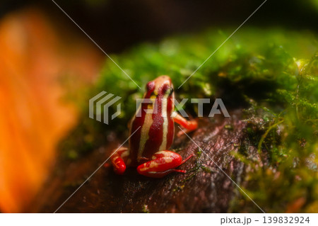 striped poison dart frog on mossy wood in rainforest macro striped poison dart frog on mossy wood in rainforest macro 139832924