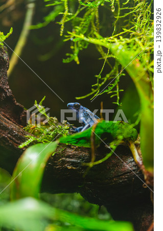 blue poison dart frog sitting on branch in tropical forest blue poison dart frog sitting on branch in tropical forest 139832926