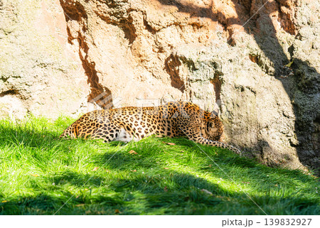 leopard sleeping on green grass in sunlight near rock wall 139832927